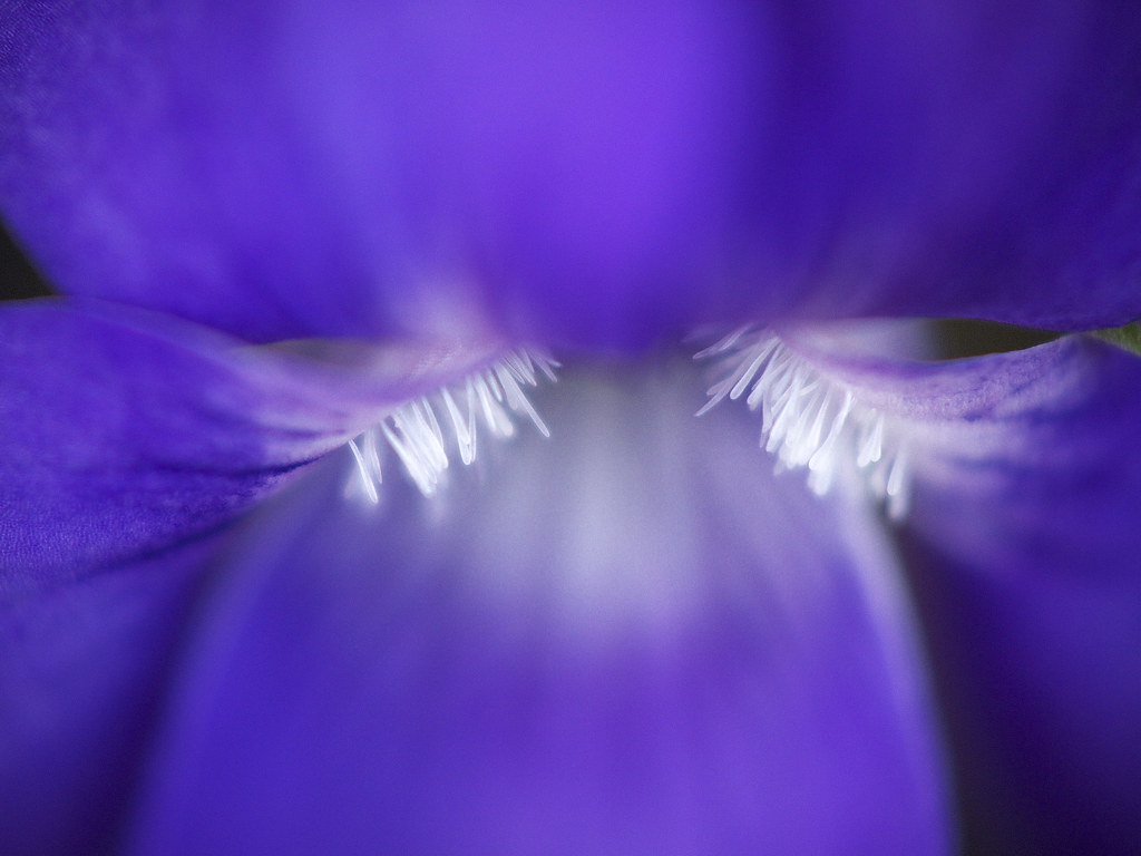 melancholy eyes Large view slowhand7530 Flickr