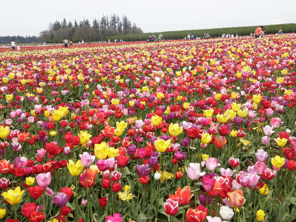 Visit to Tulip Fields, near Woodburn, Oregon April 2010 Carol Munro