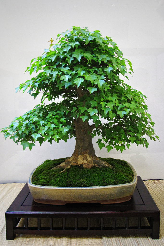 Ivy Bonsai Tree Ivy hotashi.shutterbug Flickr