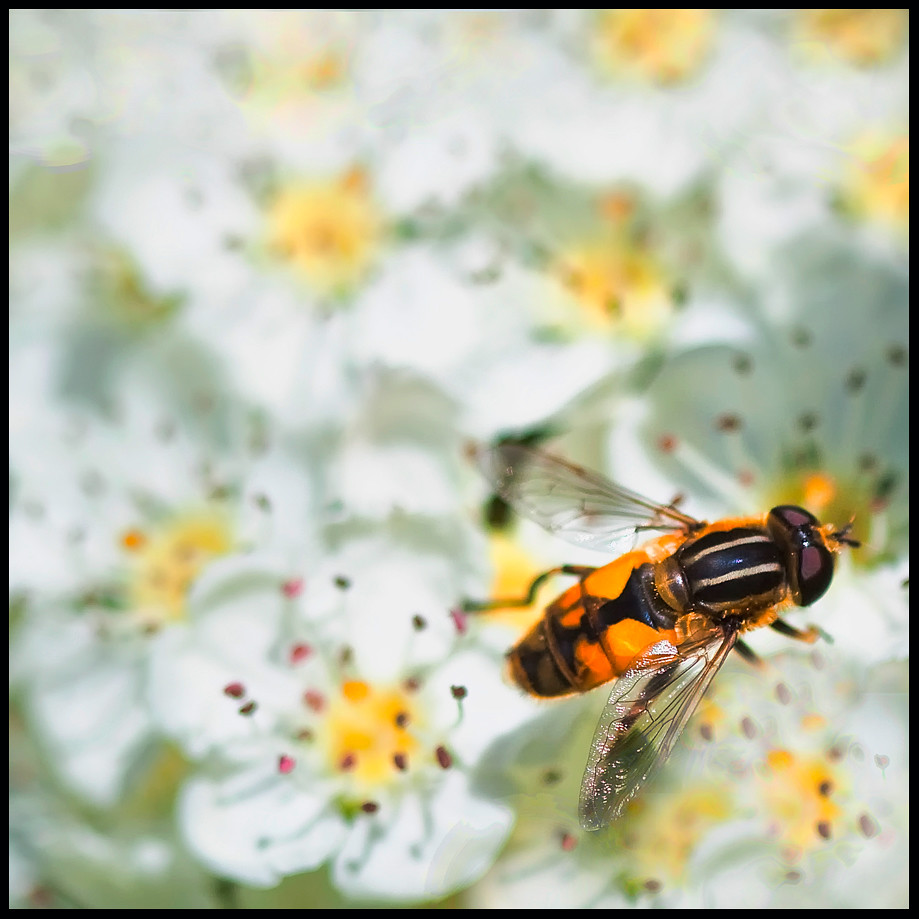 Wasp on a flower Taken at Renville Park Oranmore Galway Ir… Mick
