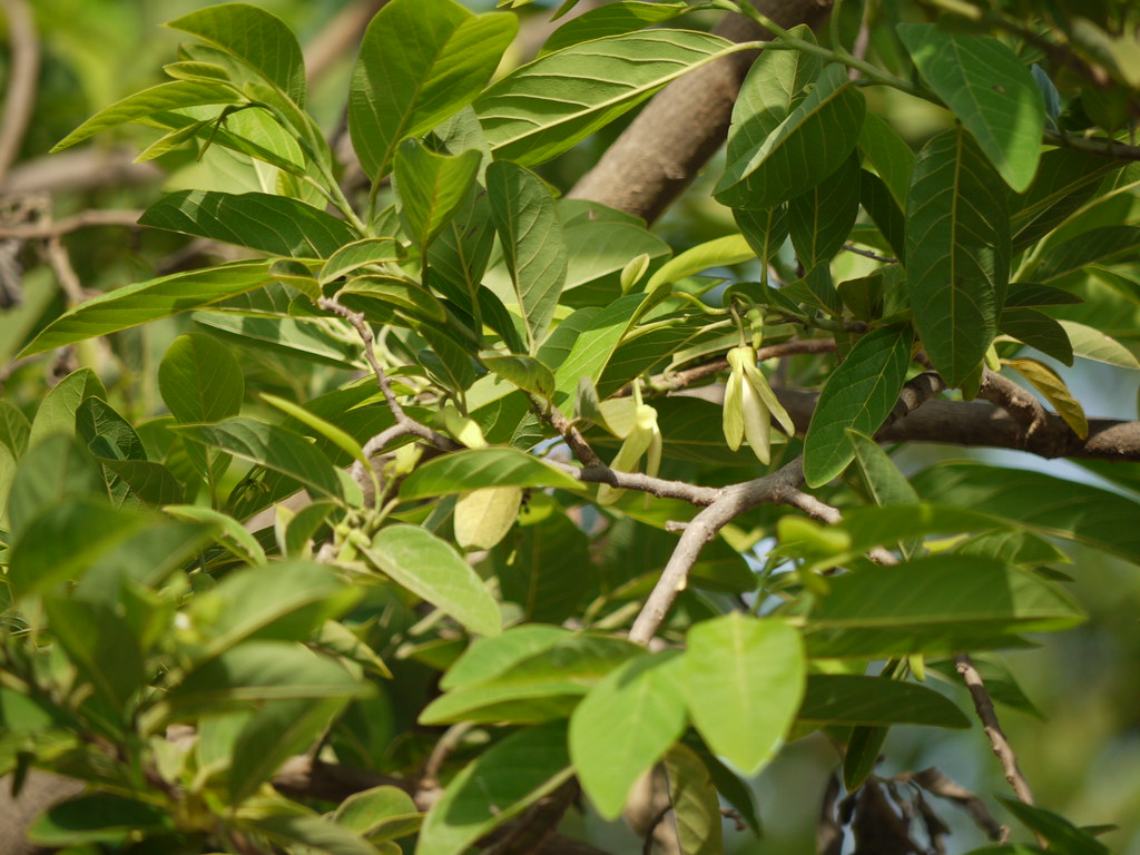 Sitaphal (Hindi सीताफल) Annonaceae (custard apple, sugar … Flickr