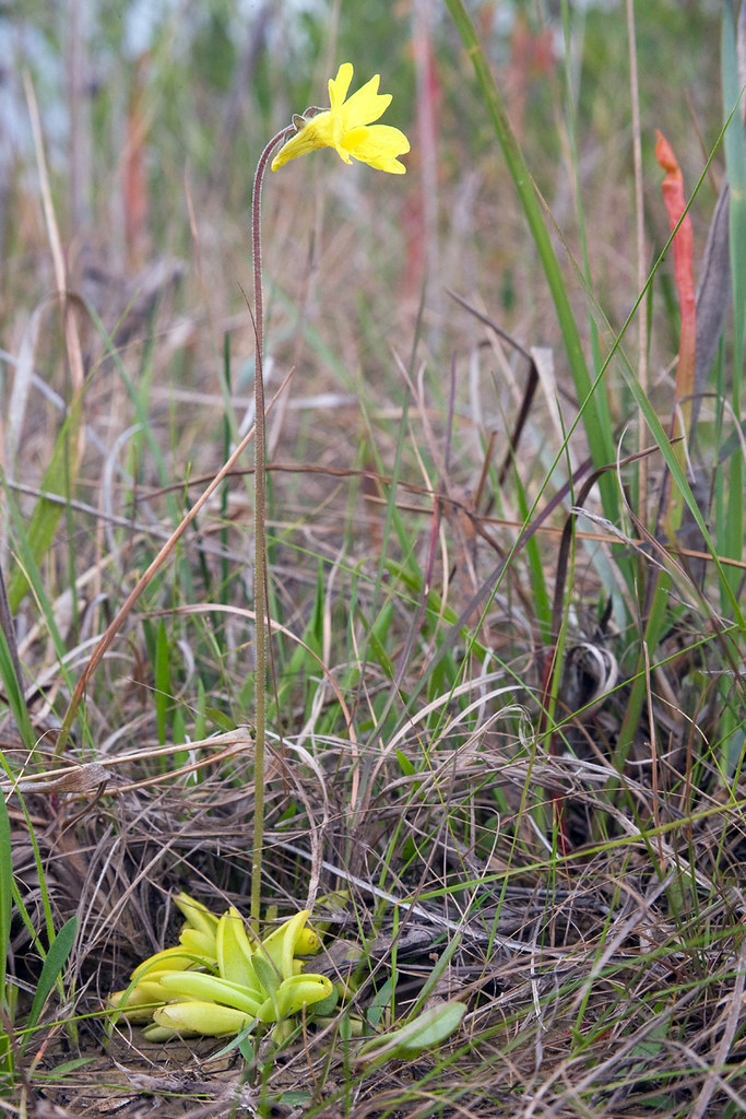 Pinguicula lutea, Yellow Butterwort, Desoto National Fores… Flickr