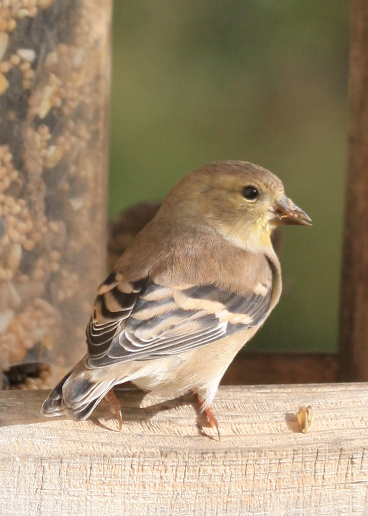 Birds Finches, Grosbeak, and House Sparrow Flickr