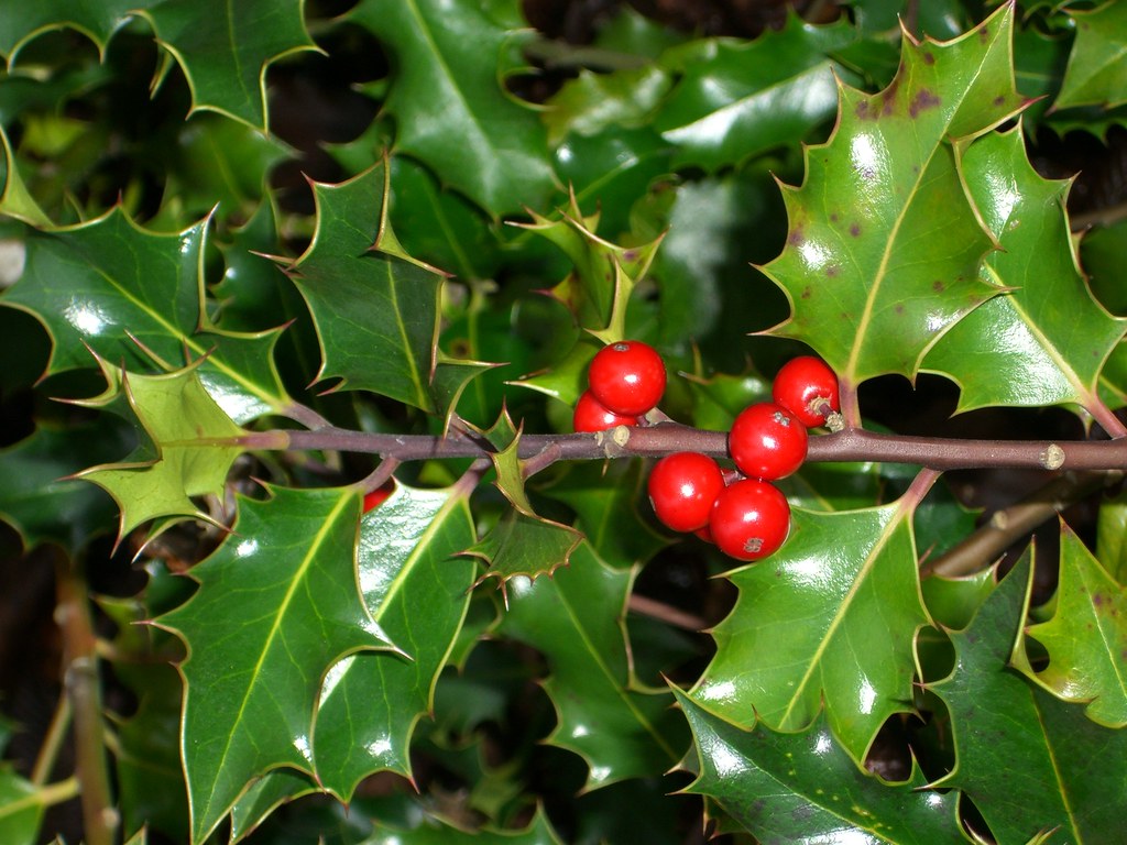 Holly plant delight The holly plant is a sight for sore ey… Flickr