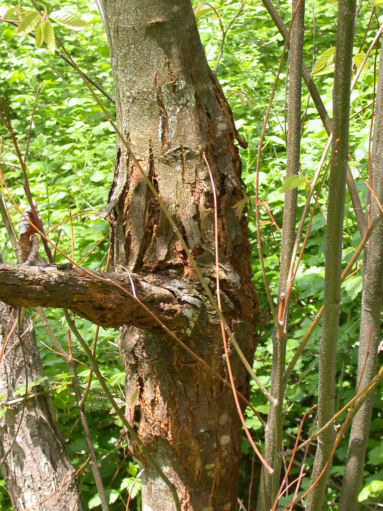 American Chestnut Infected With Blight Chestnut blight is … Flickr