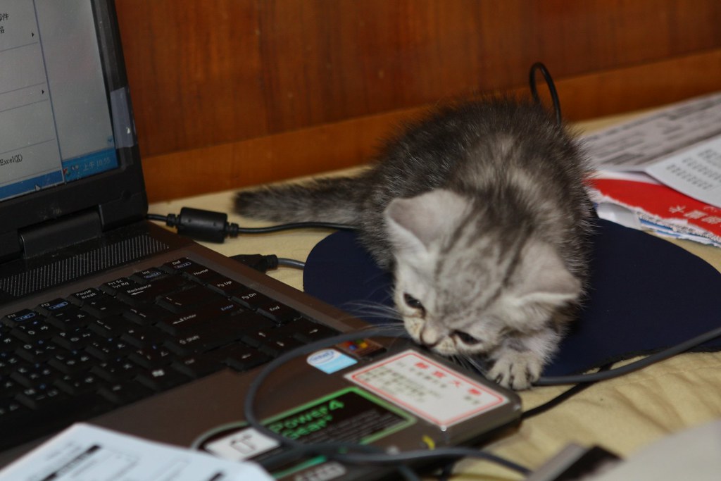 My cat bite my Mouse My cat bite my Mouse Ultima_Bruce Flickr