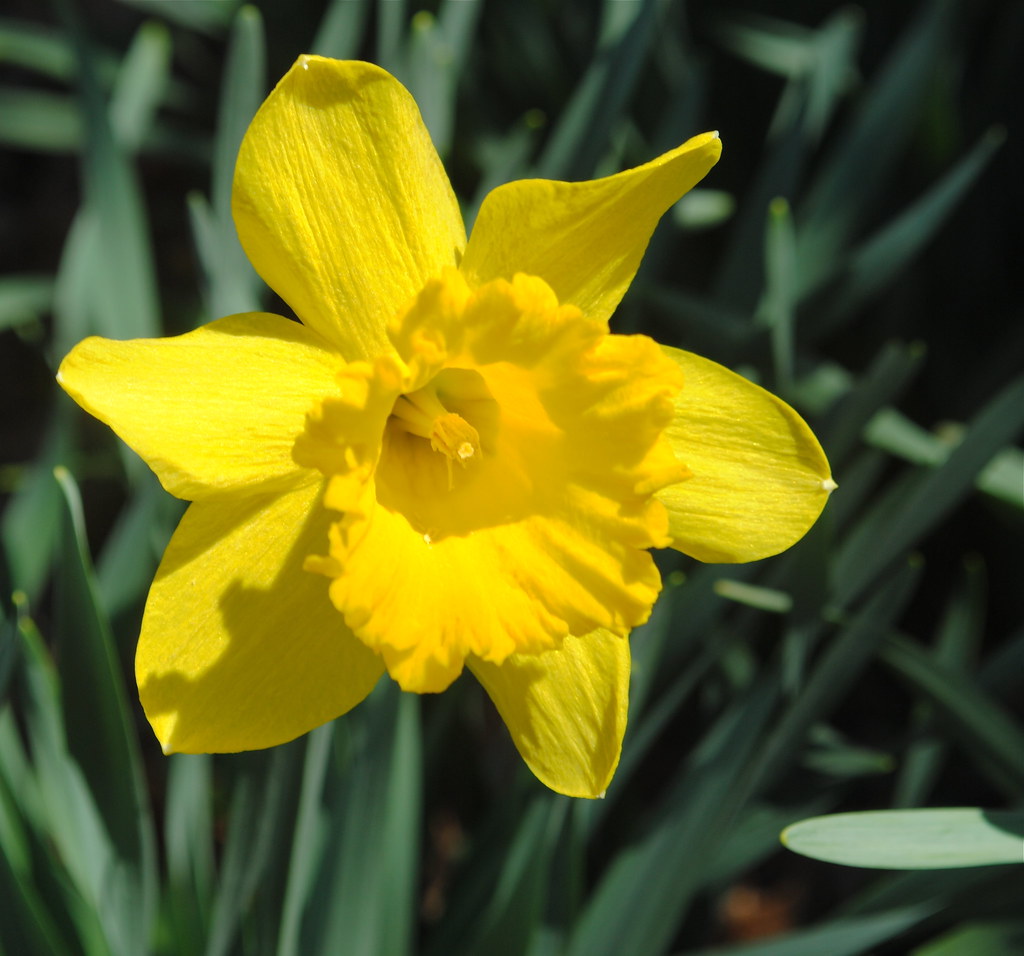 Daffodil Beautiful daffodils that have bloomed this week. … Flickr