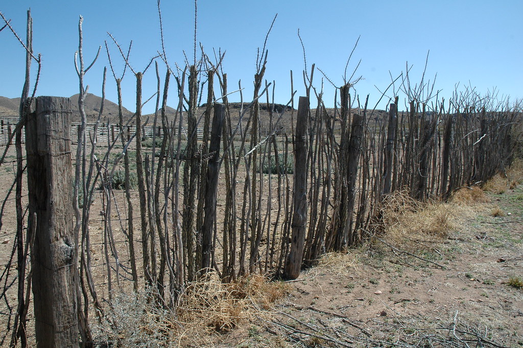 Ocotillo Fence If you look closely you will see that the f… Flickr