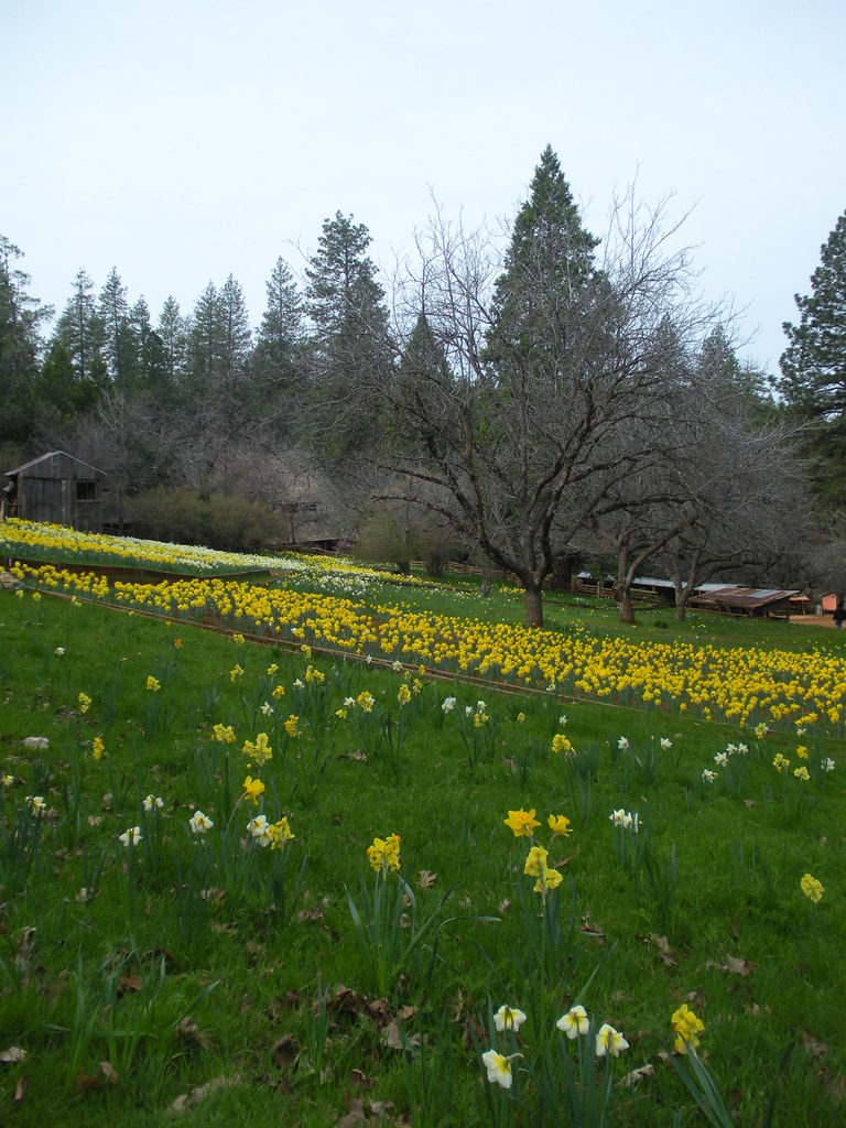 daffodil hill 1 HarmonyArtMom Flickr