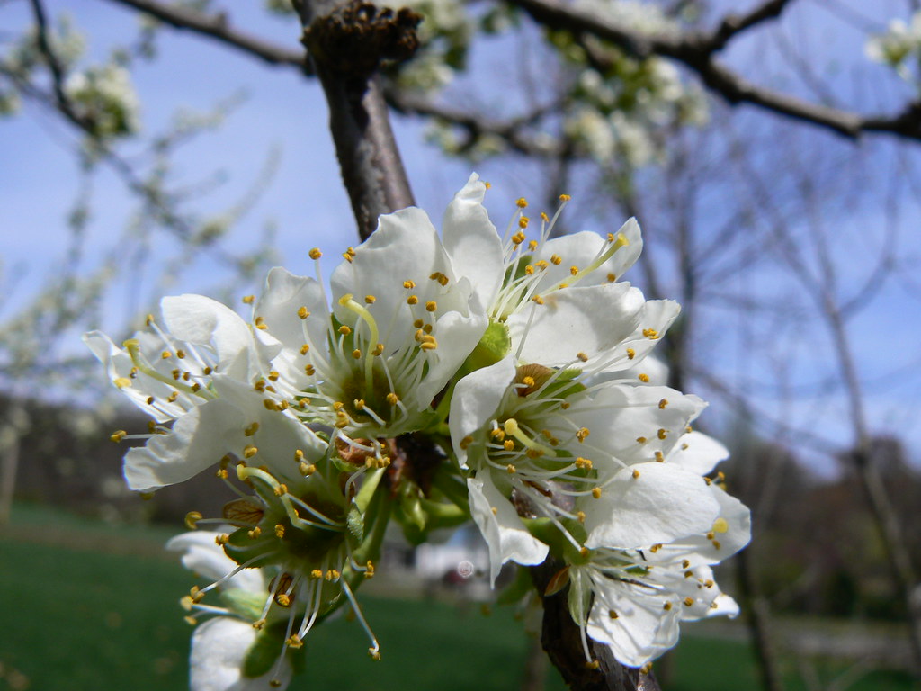 P1070589 Spring blossoms Peter Linehan Flickr