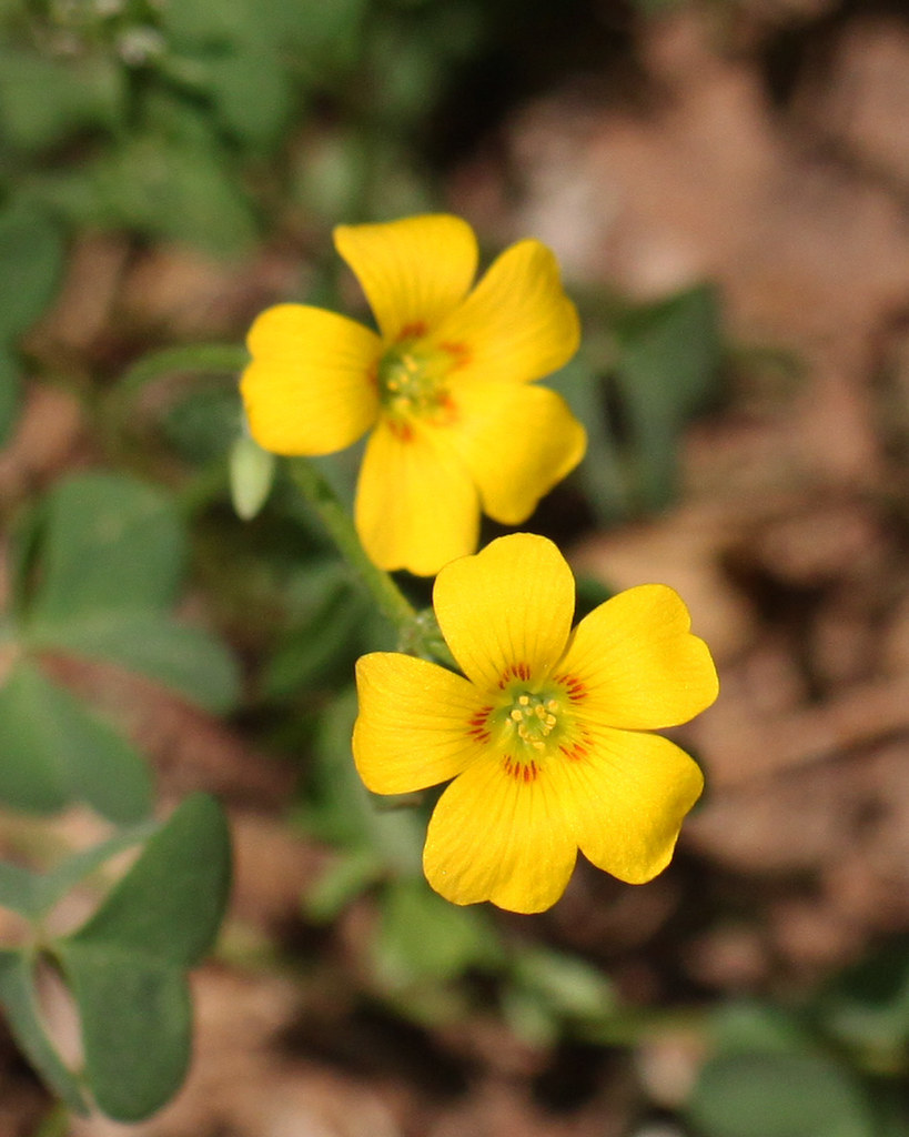new yellow wildflowers Yellow Wood Sorrel (Oxalis strict… Flickr