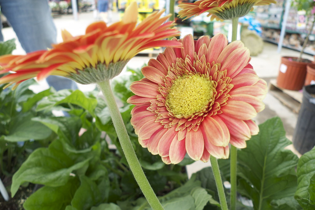 P1010019 Flowers Bad Photography Student Flickr