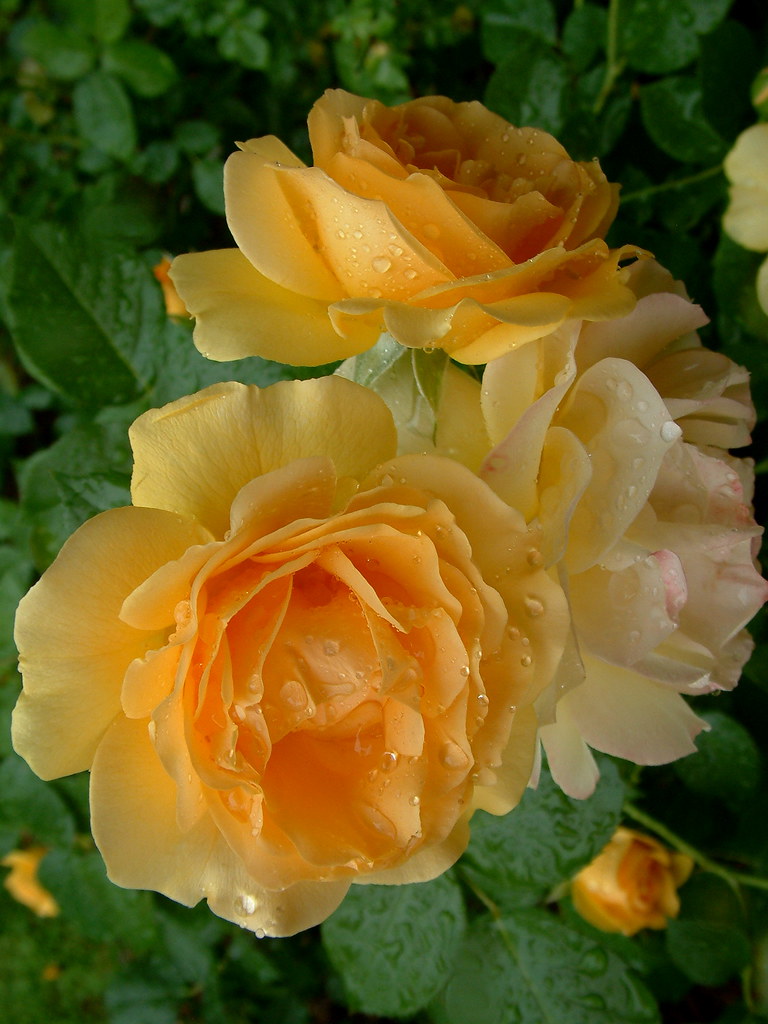 Raindrops on Roses 2 It was raining lightly today...so I d… Flickr