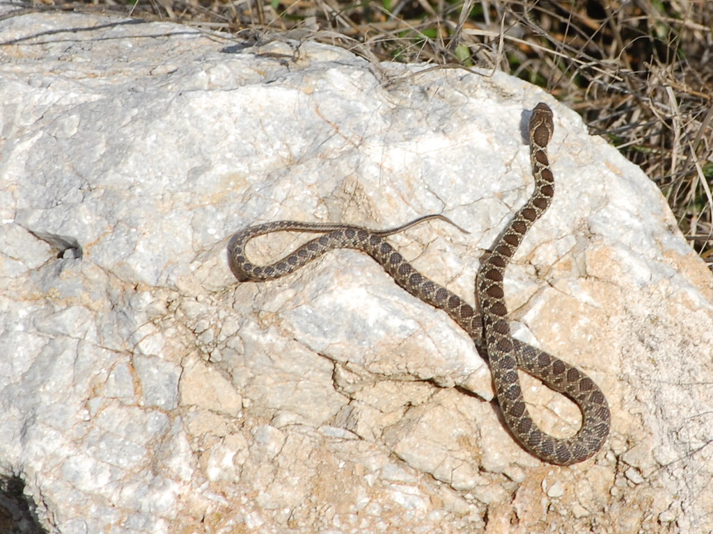 Horseshoe Whip Snake (Hemorrhois hippocrepis) Photographed… Flickr