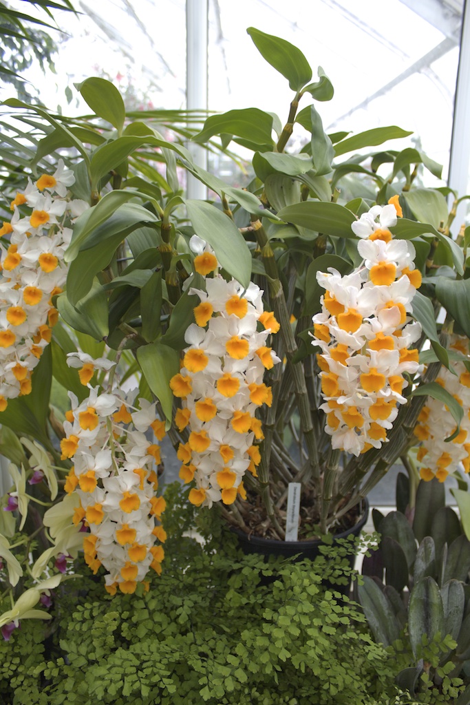 Orange and White Flowers Ian PageEchols Flickr