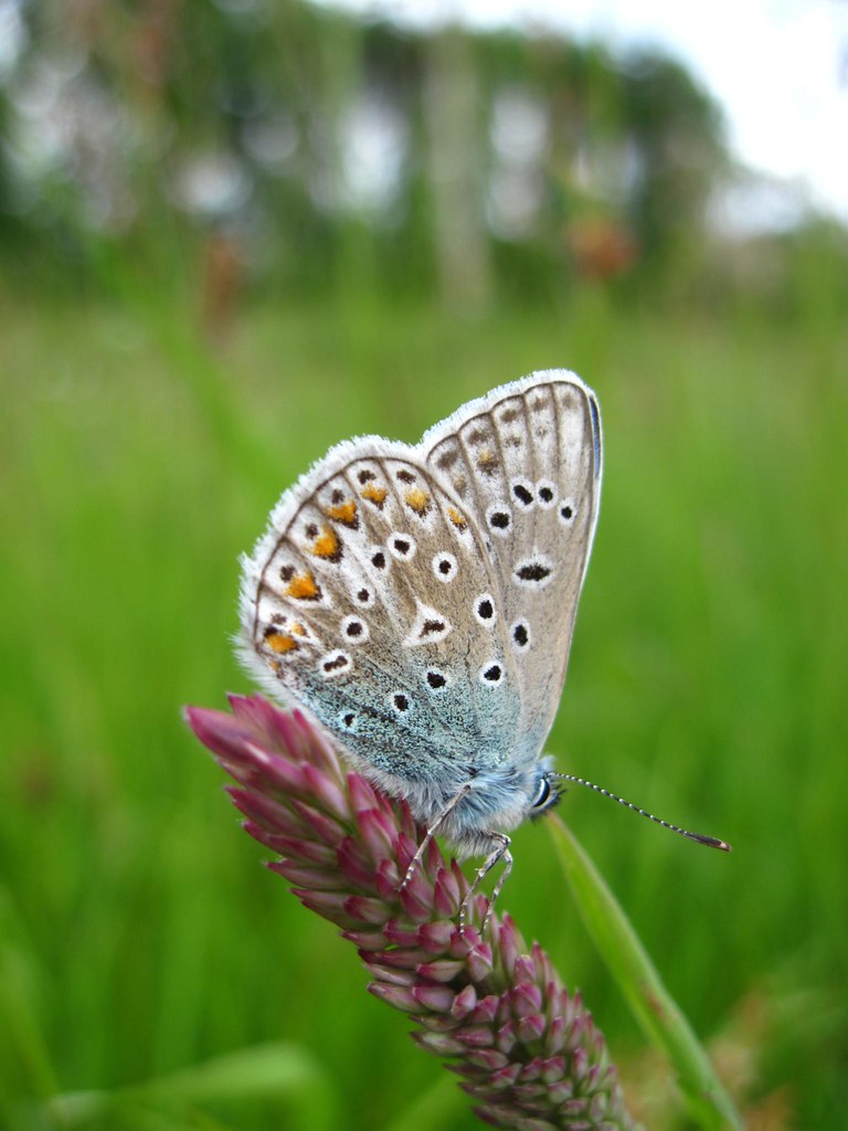 Adonis Blue butterfly Lysandra bellargus (1) All of th… Flickr