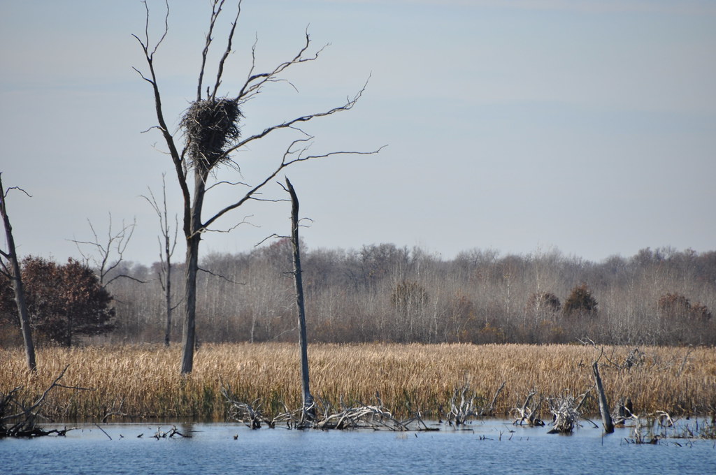 Bald Eagle Nest Photo by Tina Shaw/USFWS. USFWS Midwest Region Flickr