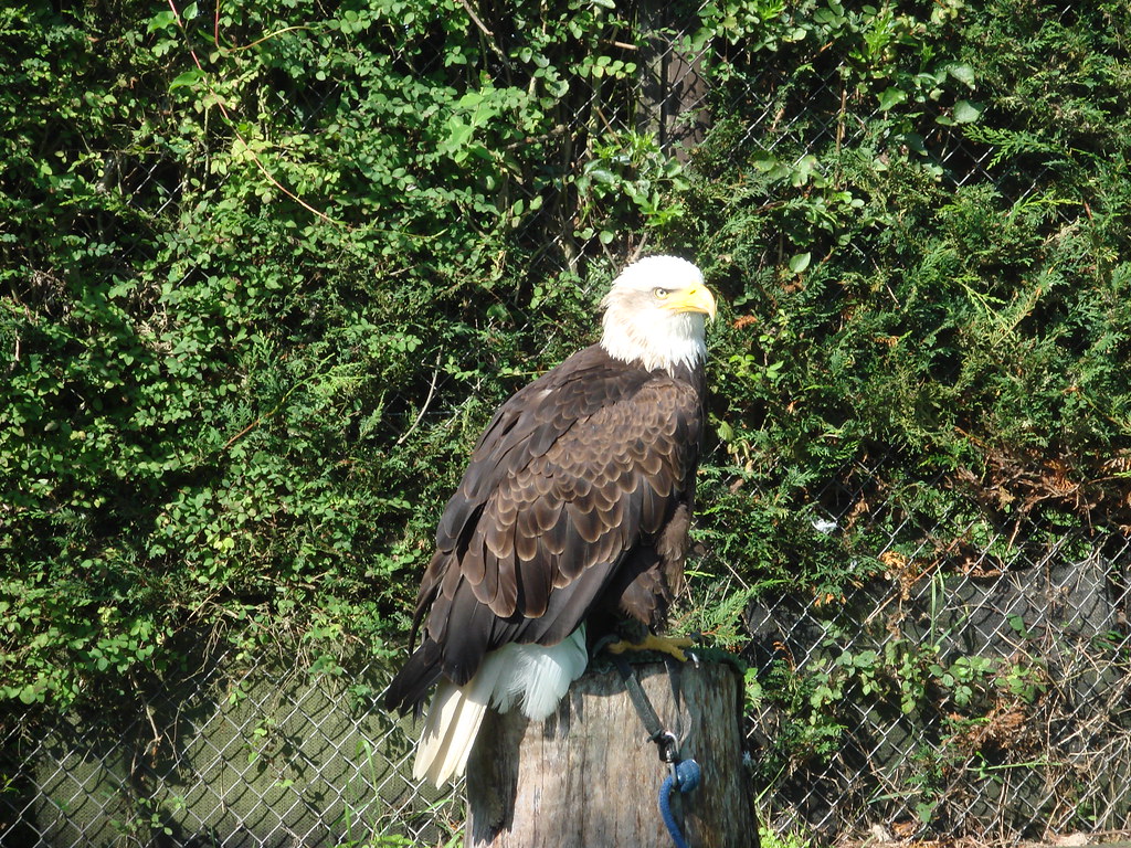 Bald eagle new forest birds of prey sanctuary The beautifu… Flickr
