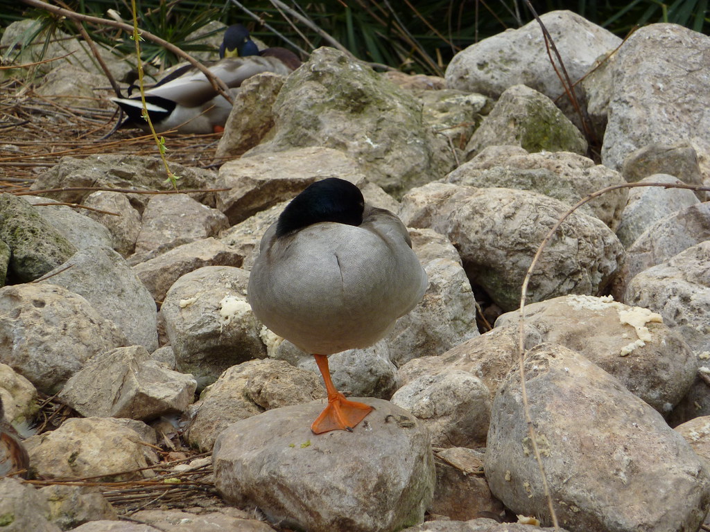 Pata de un pato Manel Flickr