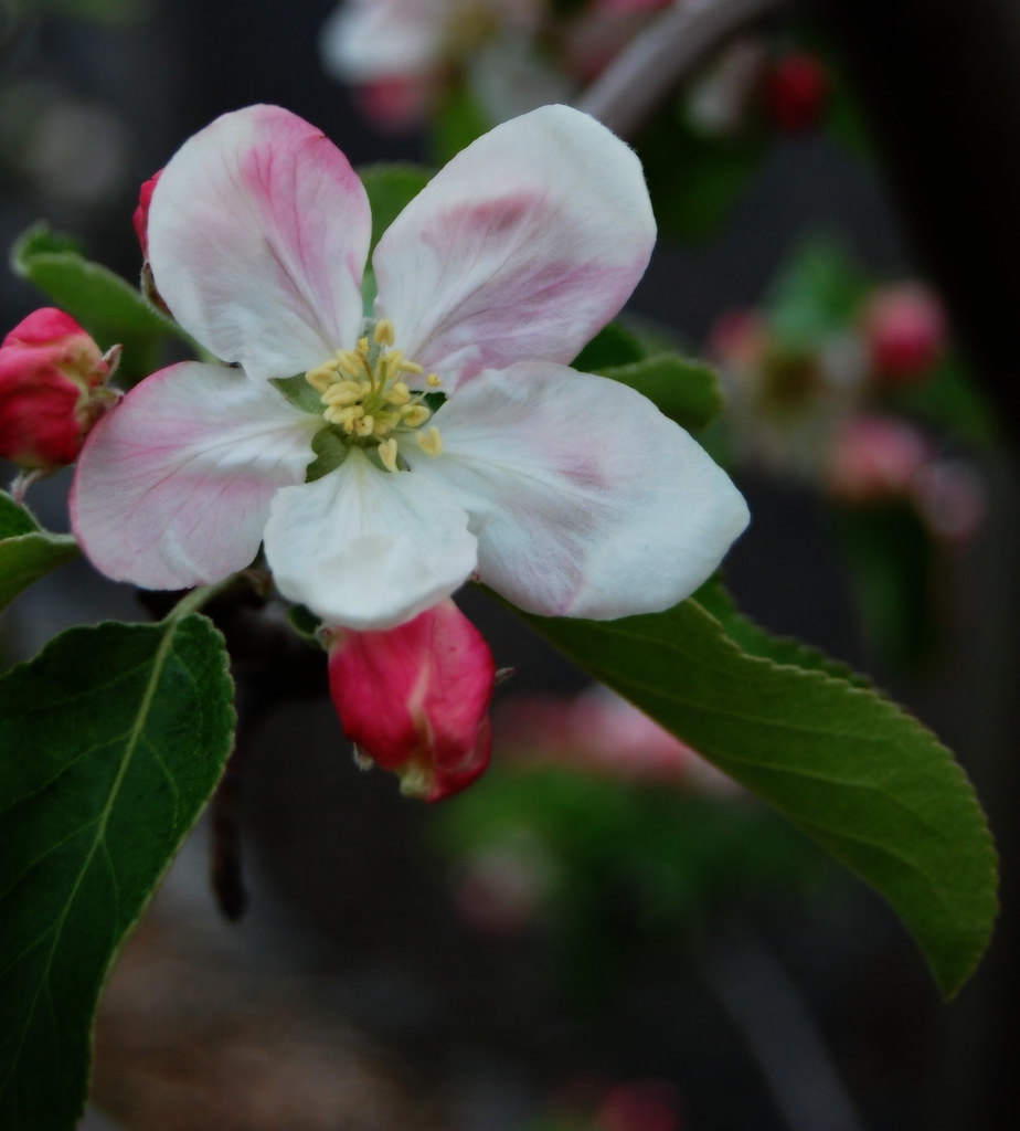 Apple blossom time Steve Rawley Flickr
