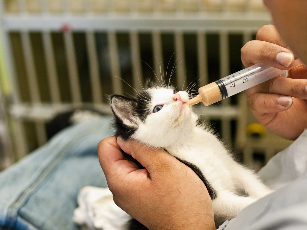 May 2010 Cats and Kittens10 Feeding a Kitten Alan C. Flickr