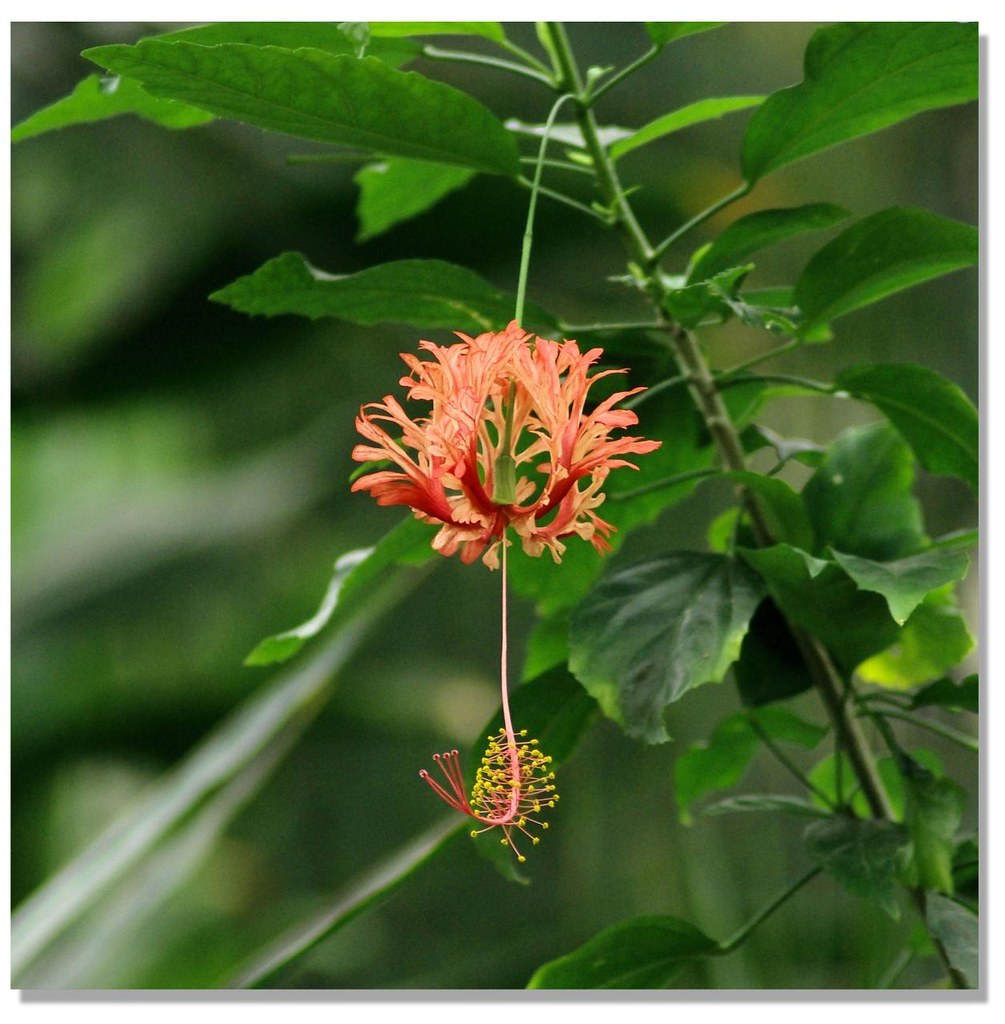 African Hibiscus Hibiscus schizopetalus Native to Kenya, T… Flickr