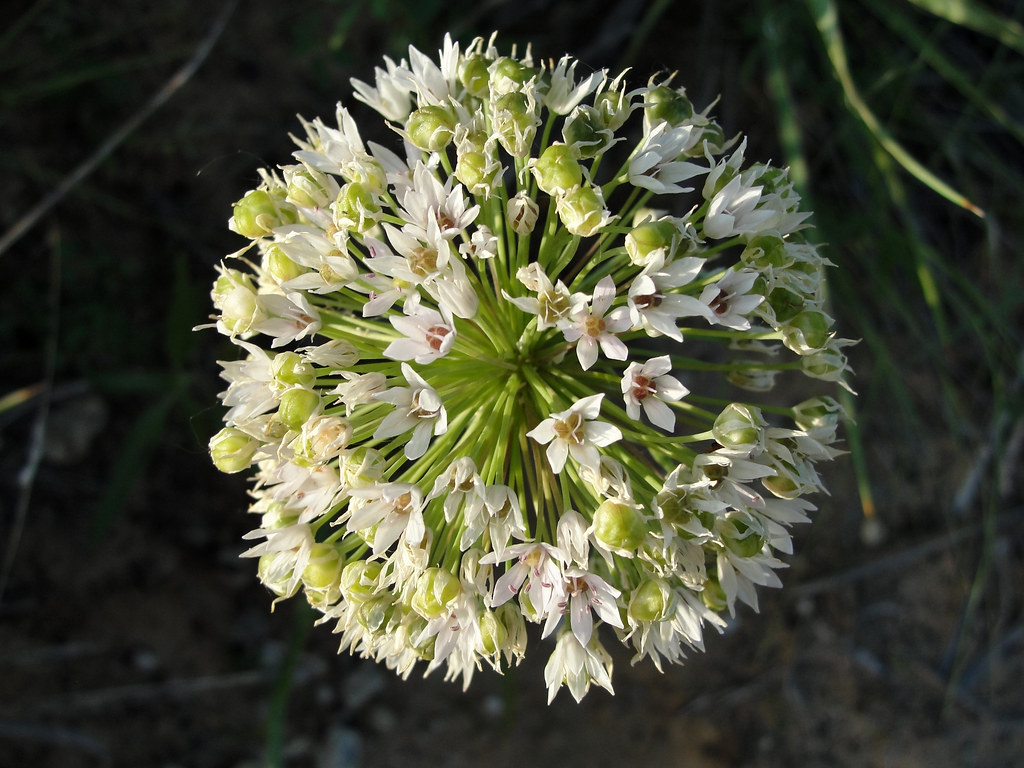 Allium canadense Kansas Native Kansas Flowers along side a… Flickr