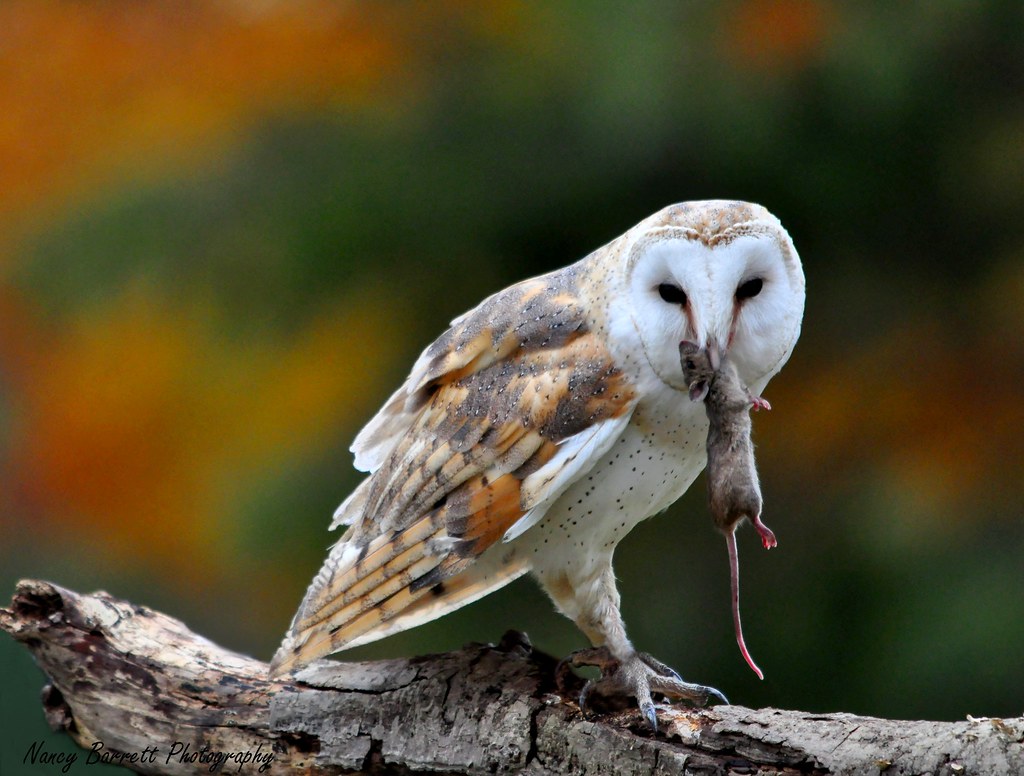 Barn Owl and Mouse a photo on Flickriver