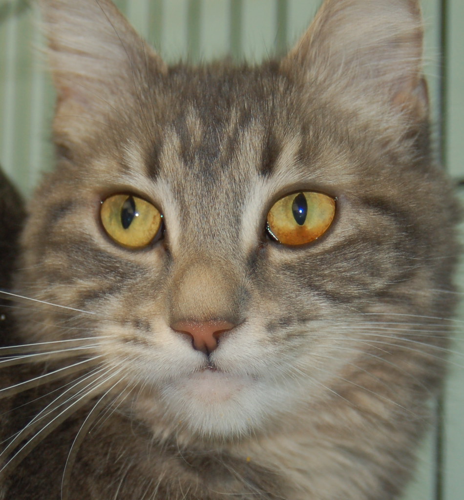snowball Lowell Humane Society Flickr