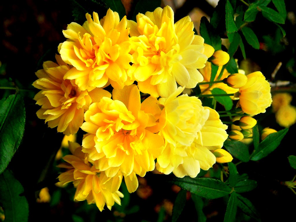 best yellow roses Just some yellow roses. Heather & Scott Nelson