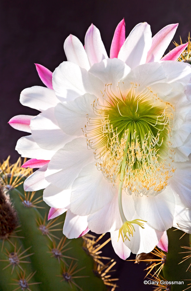 Desert Bloom A bloom adorns spring cactus in Arizona near … Flickr
