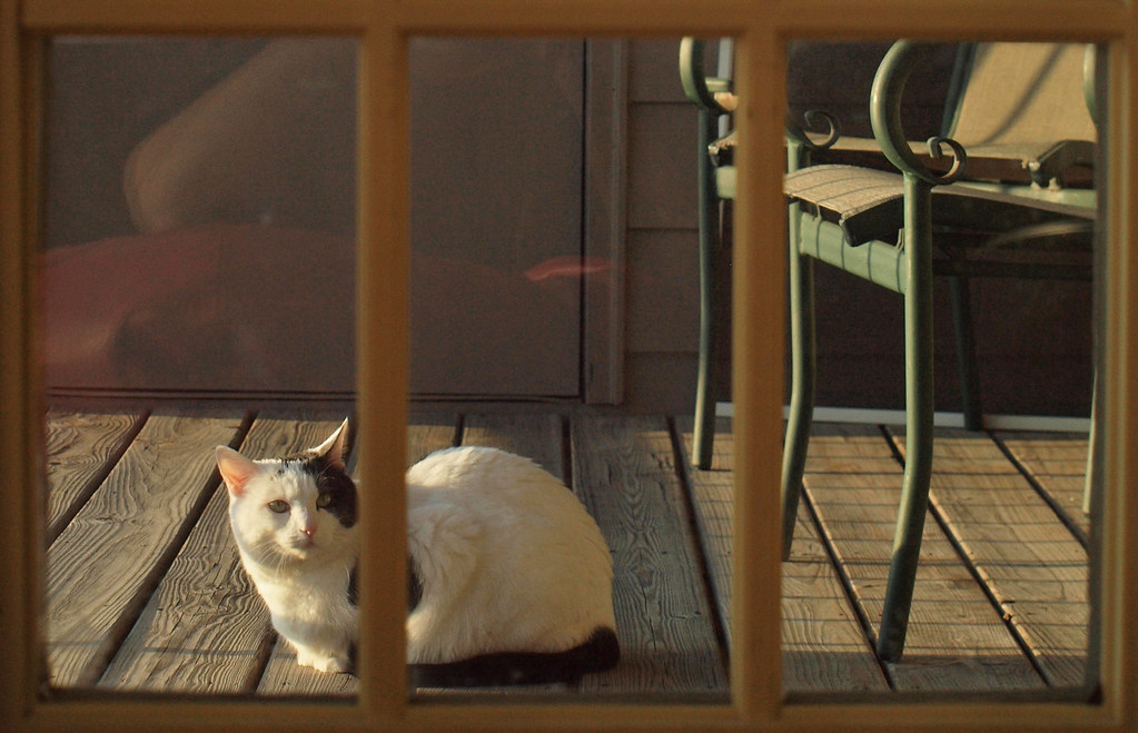 porch cat 4 Ross Harrison Flickr