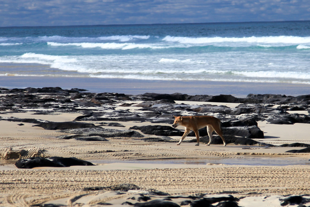 Dingo 050610_IMG_5581 Dingo on 75 Mile Beach, Fraser Islan… Flickr