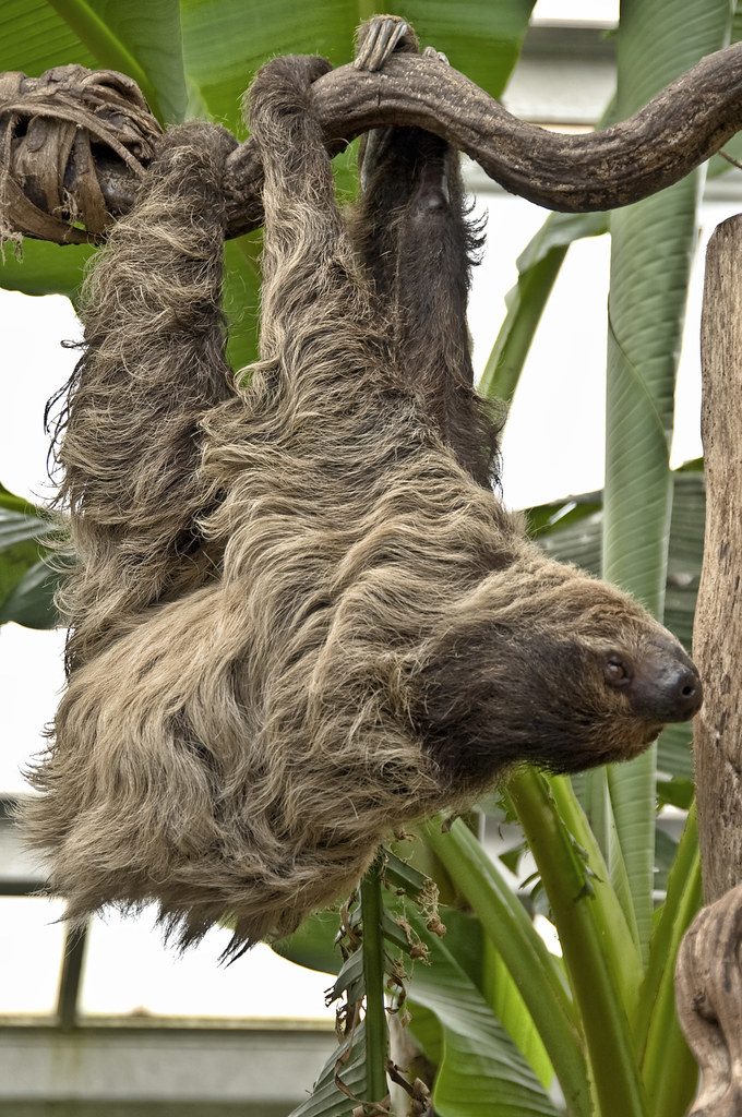 Belfast Zoo 2 toed Sloth 2 tatchie Flickr