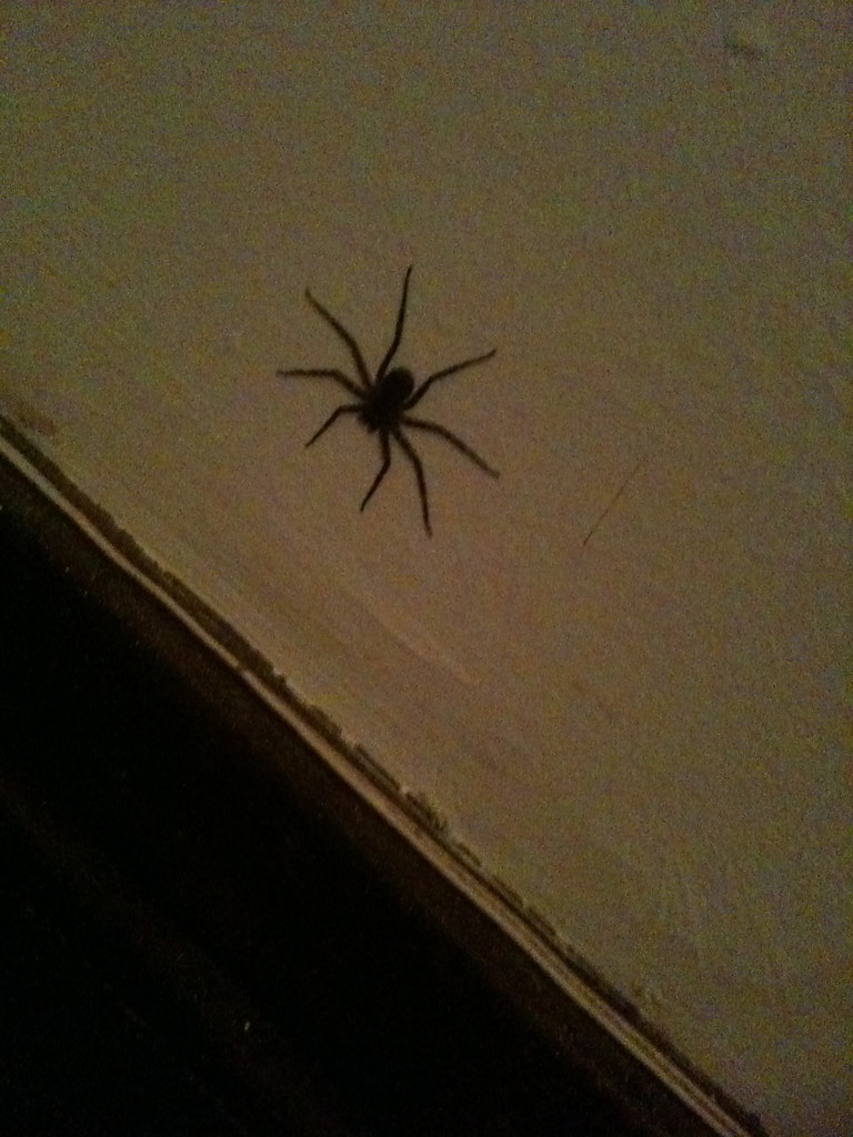 African Flat Spider This one lived in my room. Harmless, b… John