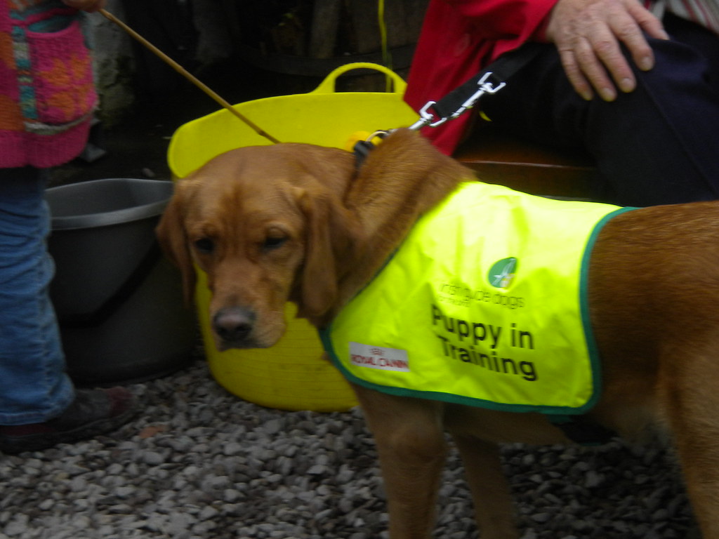 DSCN0467[1] Opal. irish Guide dogs for the blind cork city