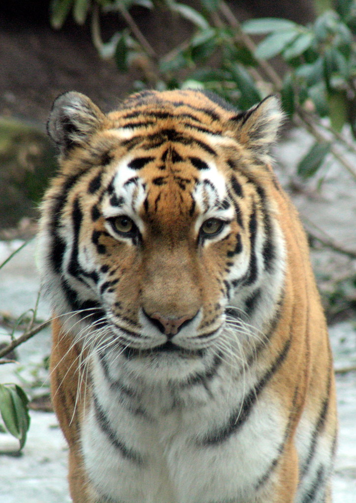 Tigers face | Daisyree Bakker | Flickr