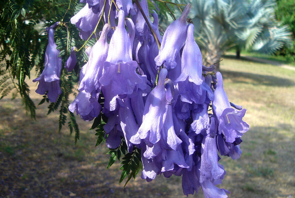Jacaranda flowers gailhampshire Flickr