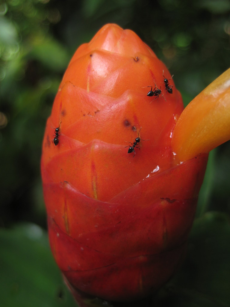 flower with ants The ants seem attracted to the sticky stu… Flickr