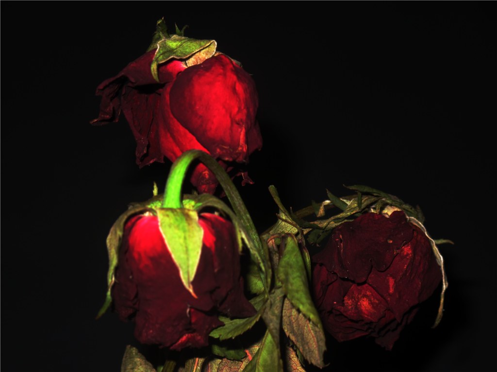 Wilted Roses These roses are now looking well past their b… Flickr