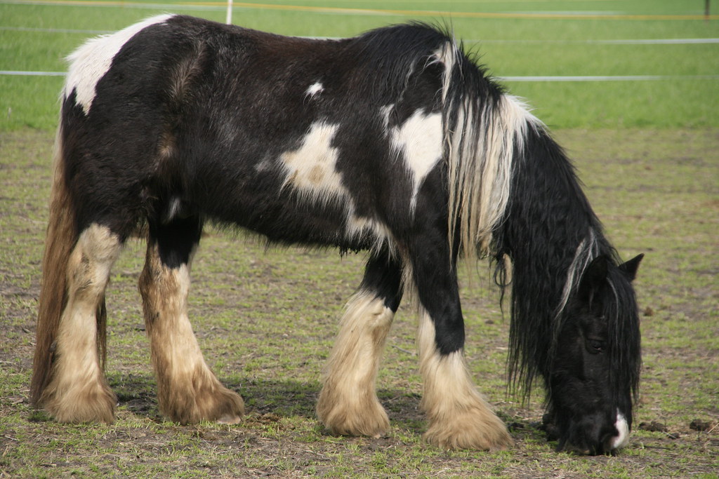 Le Shire Le Shire est le plus grand cheval du monde car sa… Flickr