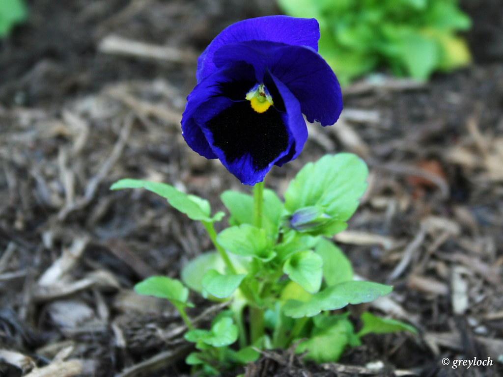 dark blue pansy Pansy flower located by the National Park … Flickr