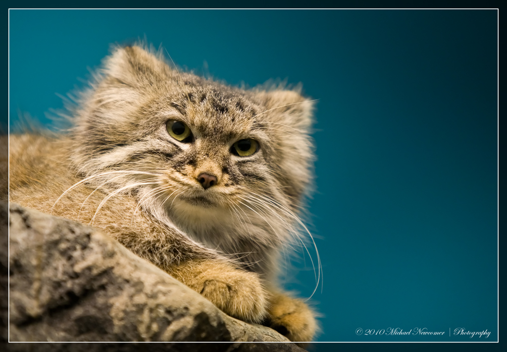 Pallas Cat Cincinnati Zoo & Botanical Garden Canon EOS 5D … Flickr