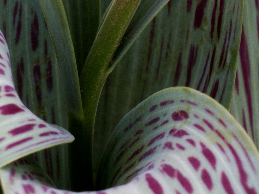 Tulip Leaves No bud, no blossom, just leaves. Oh, and the … Flickr