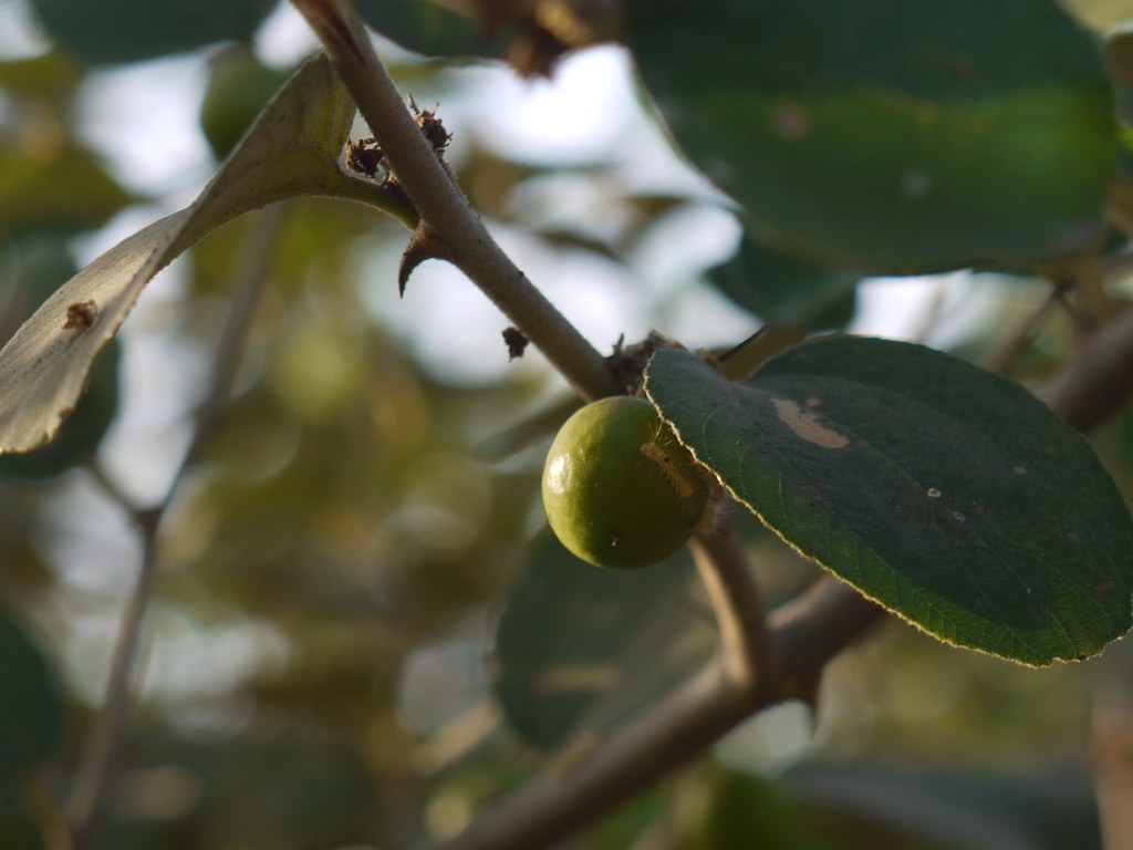 Chanyabor (Marathi चण्याबोर) Rhamnaceae (buckthorn famil… Flickr