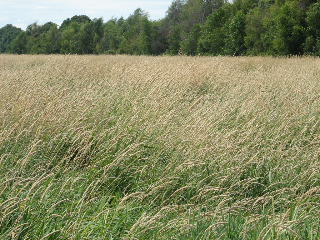 Reed canary grass Phalaris arundinacea Near Boundary Bay A… Flickr
