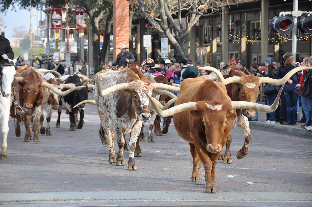 Longhorns down Main Street Fort Worth, Texas vickiemarie Flickr