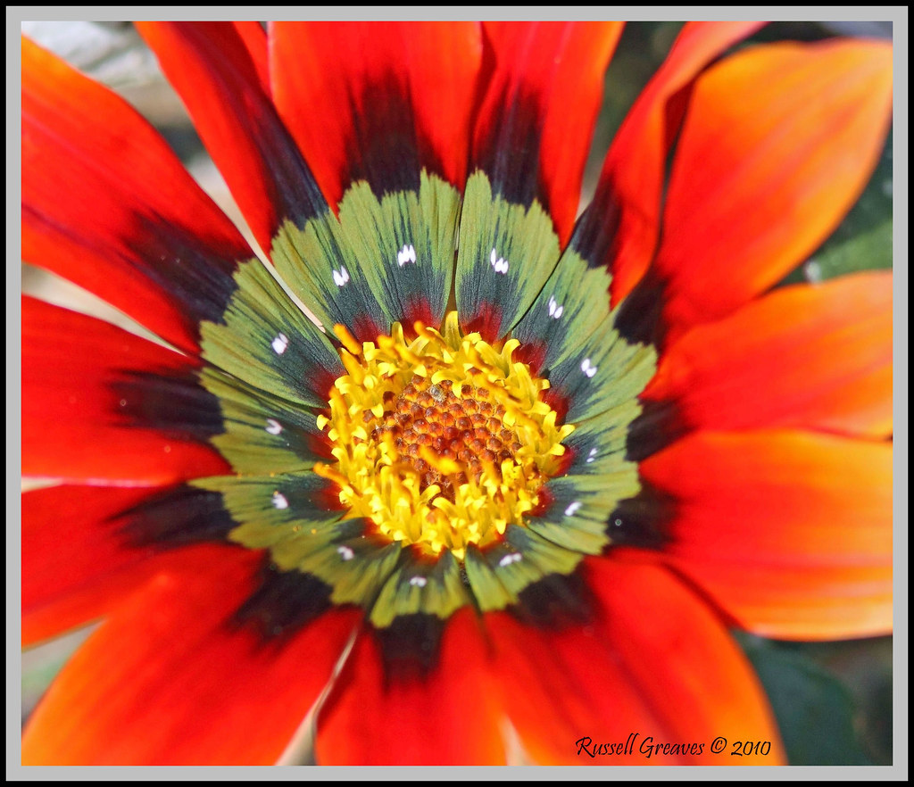 FLOWER Yucaipa Regional Park San Bernardino Mountain range… Flickr