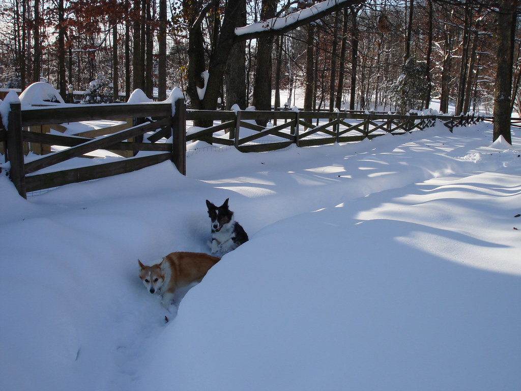 Wrigley & Quigley at the Winter Olympics Dogsledding! Flickr