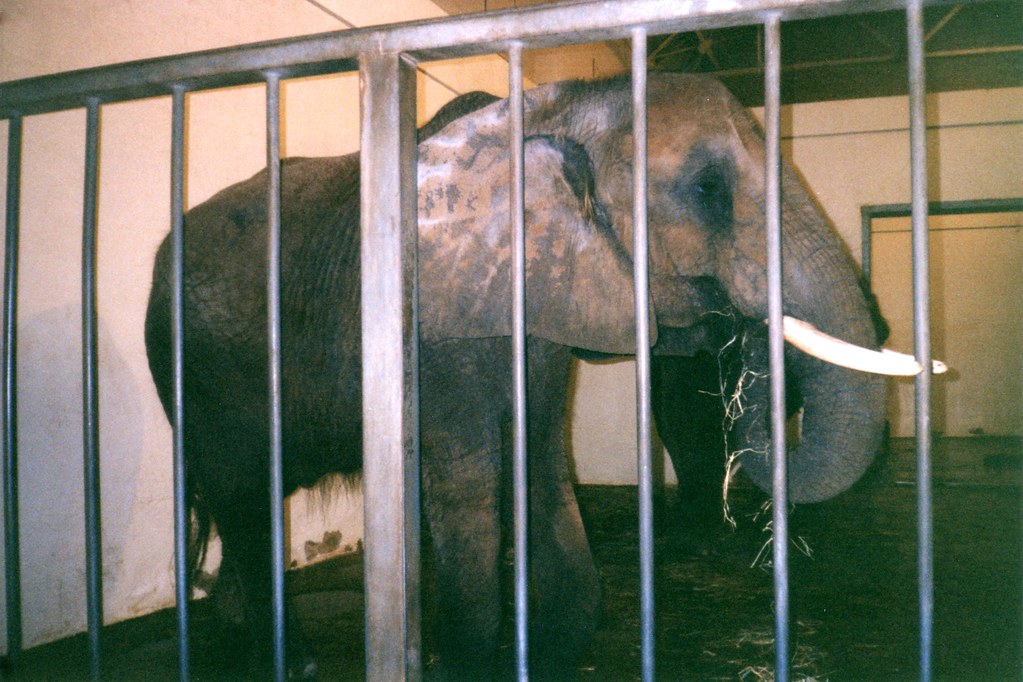 Img1121 The elephant at a dated "Philadelphia Zoo" heytampa Flickr